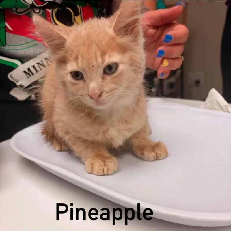 A baby small-sized male Buff / Tan / Fawn Domestic Short Hair cat named Pineapple for adoption in Chillicothe, IL