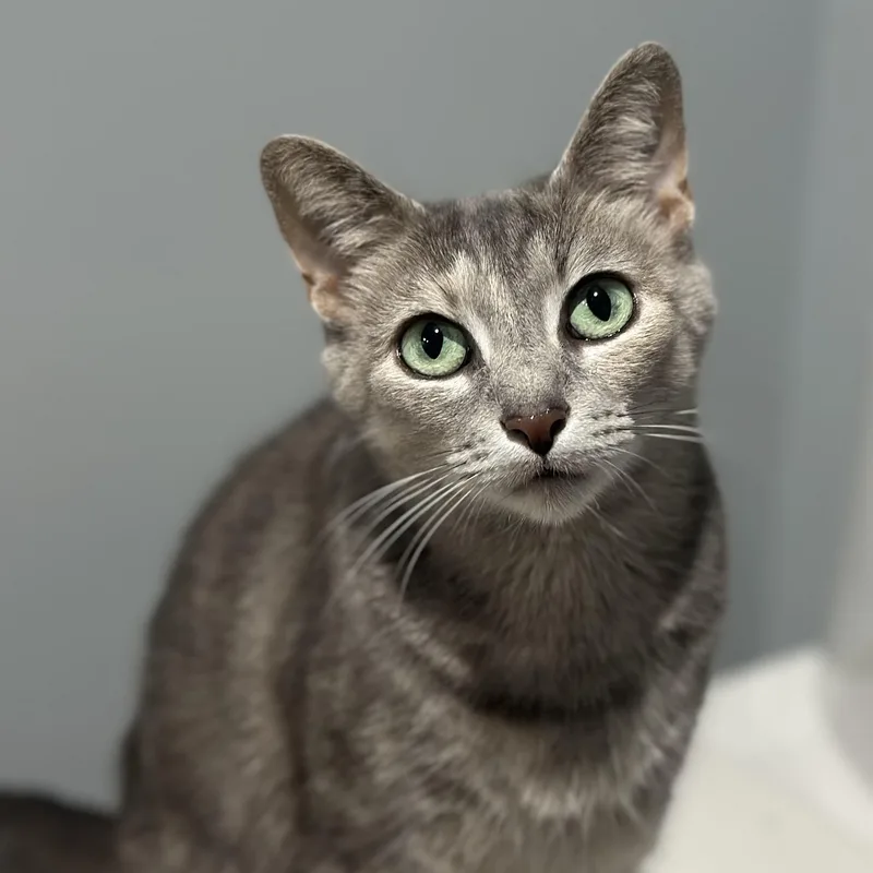 An adult medium-sized female Tabby (Gray / Blue / Silver) Domestic Short Hair cat named Conga for adoption in Pontiac, MI