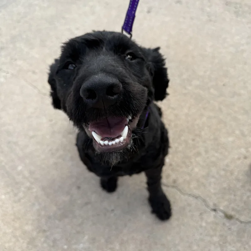 A young medium-sized female Labradoodle dog named Lola for adoption in Oklahoma City, OK