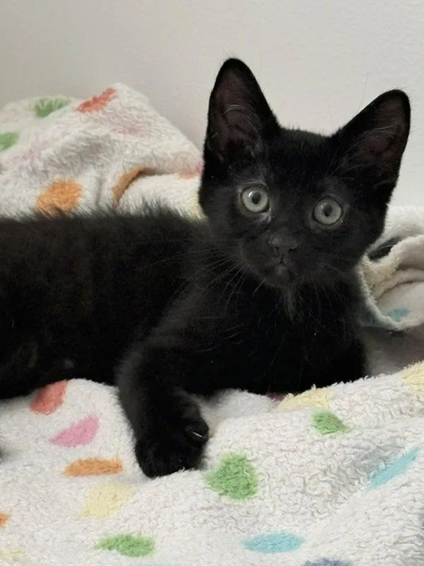 A baby small-sized male Domestic Short Hair cat named Bagheera for adoption in Salt Lake City, UT