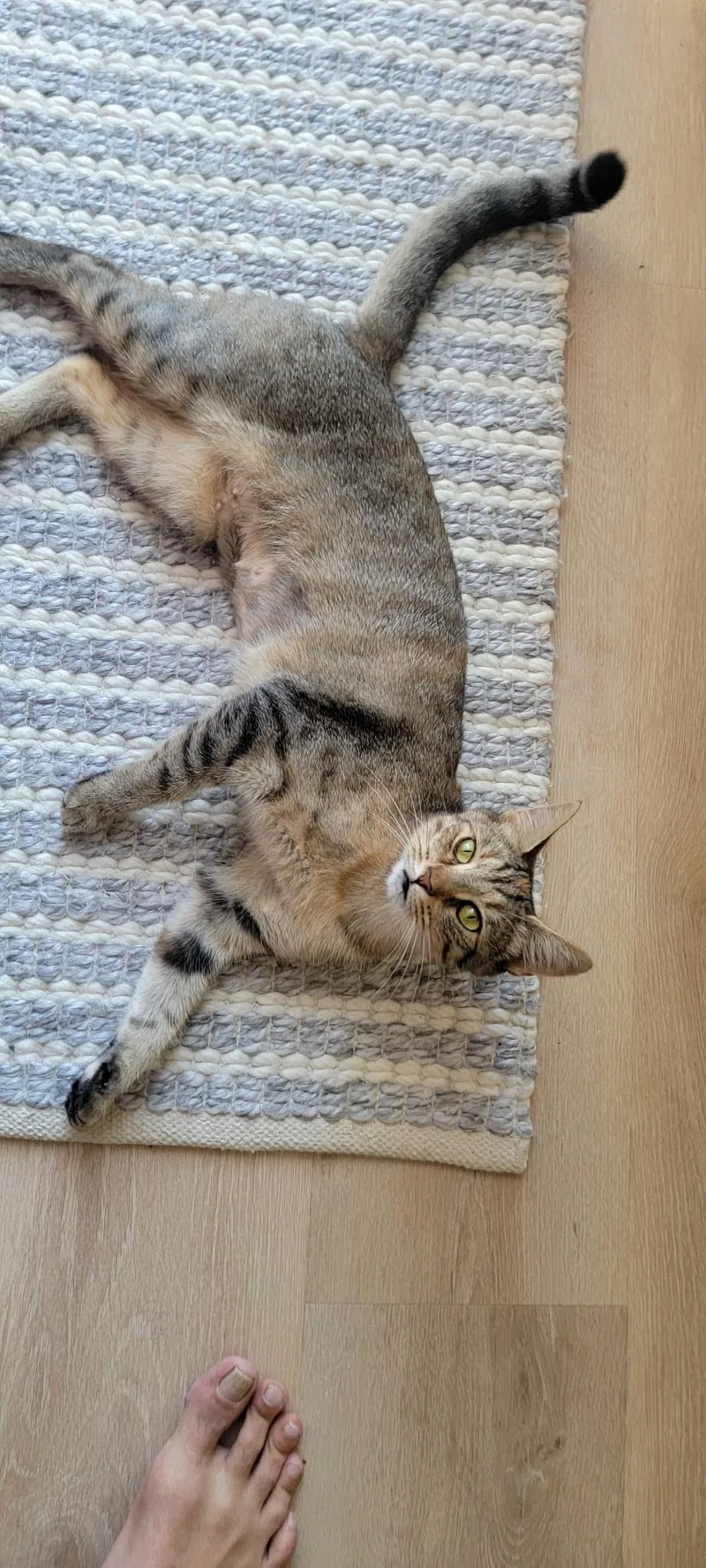 An adult medium-sized female Torbie Domestic Medium Hair cat named Shelby for adoption in Bellmawr, NJ