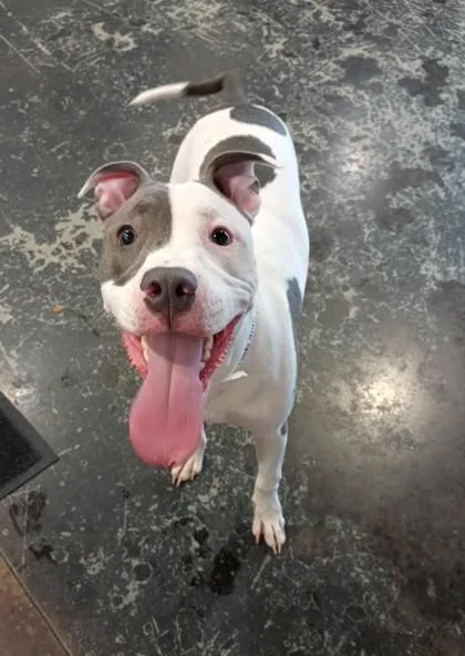 A young medium-sized female Mixed Breed dog named Koda for adoption in Cincinnati, OH