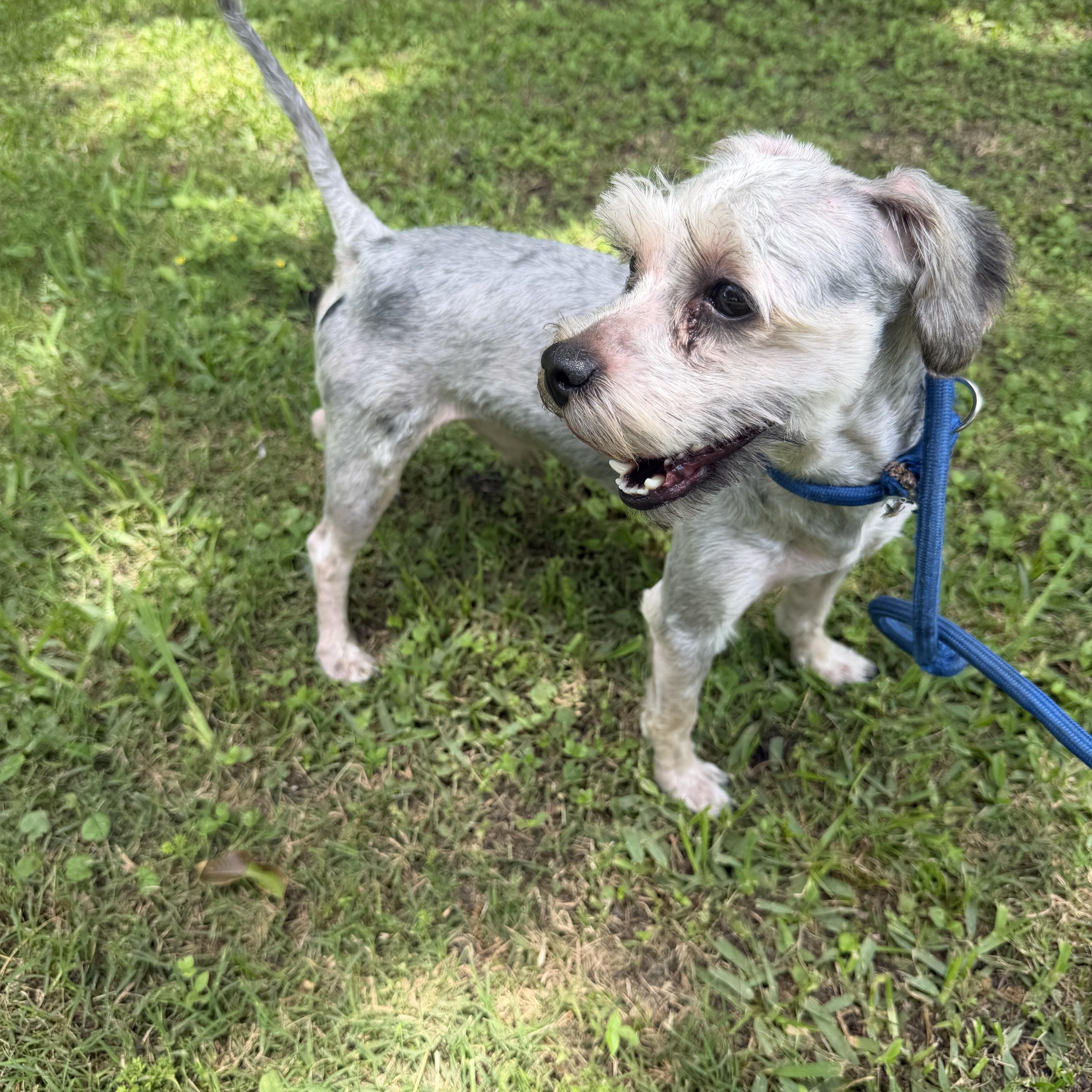 An adult small-sized male Shih Tzu dog named Tobby for adoption in Louise, TX