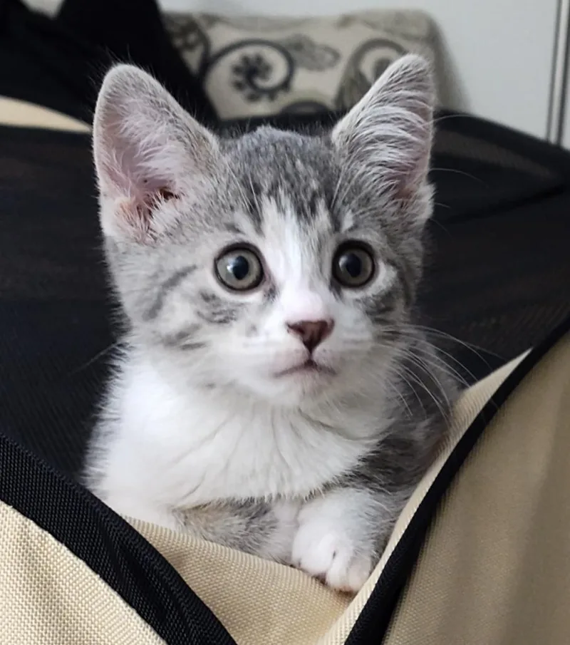 A baby medium-sized female Domestic Short Hair cat named Tuna for adoption in Sandusky, OH