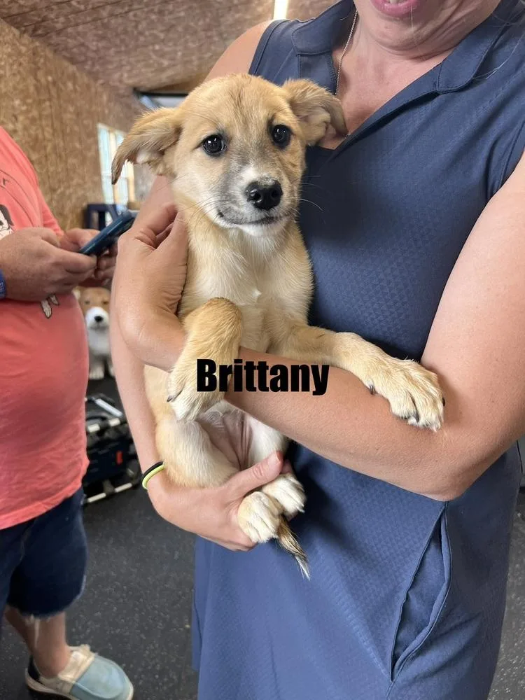 Brittany