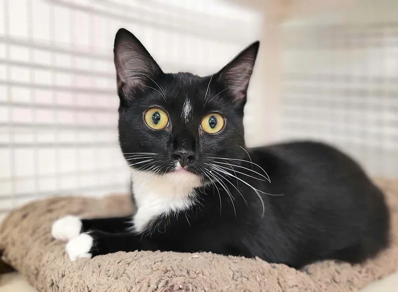 A young small-sized female Domestic Short Hair cat named Daphne for adoption in Kirkland, WA