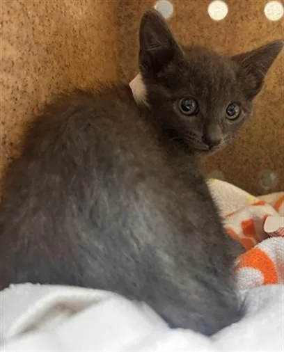A baby small-sized female Domestic Short Hair cat named Greya for adoption in Riverside, CA