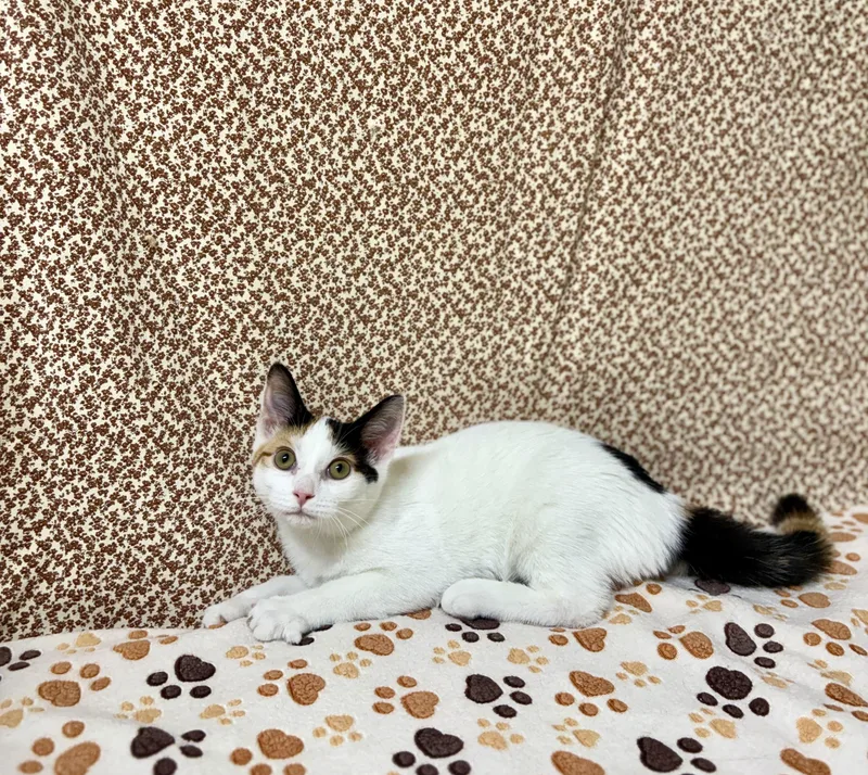A young medium-sized female Calico Domestic Short Hair cat named Cupcake for adoption in Upper Sandusky, OH