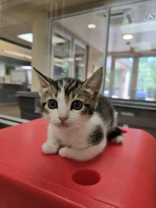 A baby small-sized male Domestic Short Hair cat named Creed for adoption in Gainesville, FL