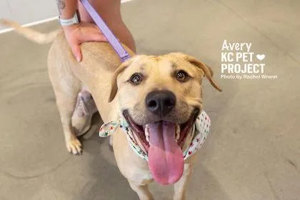 An adult large-sized female Yellow / Tan / Blond / Fawn Mixed Breed dog named Avery for adoption in Kansas City, MO