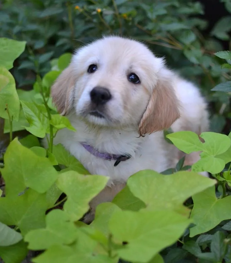 Holly thumbnail 2