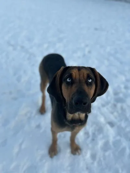 Ginger Snap thumbnail 2