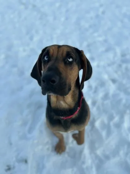 Ginger Snap thumbnail 3