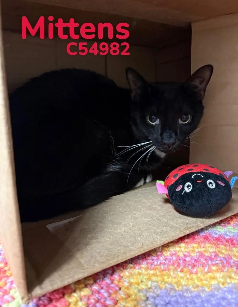 An adult medium-sized male Domestic Short Hair cat named Mittens for adoption in Clarksville, TN