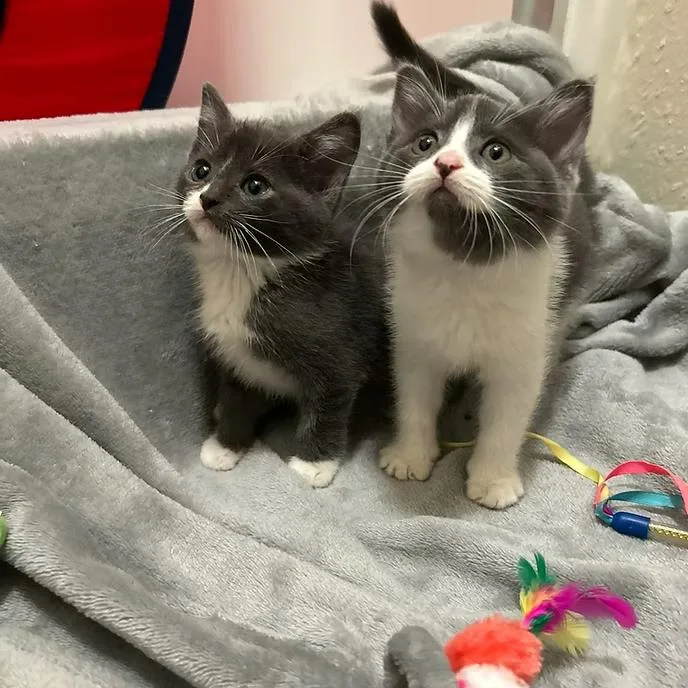 An adult medium-sized male Gray & White Domestic Short Hair cat named Soda and Pop for adoption in Merced, CA