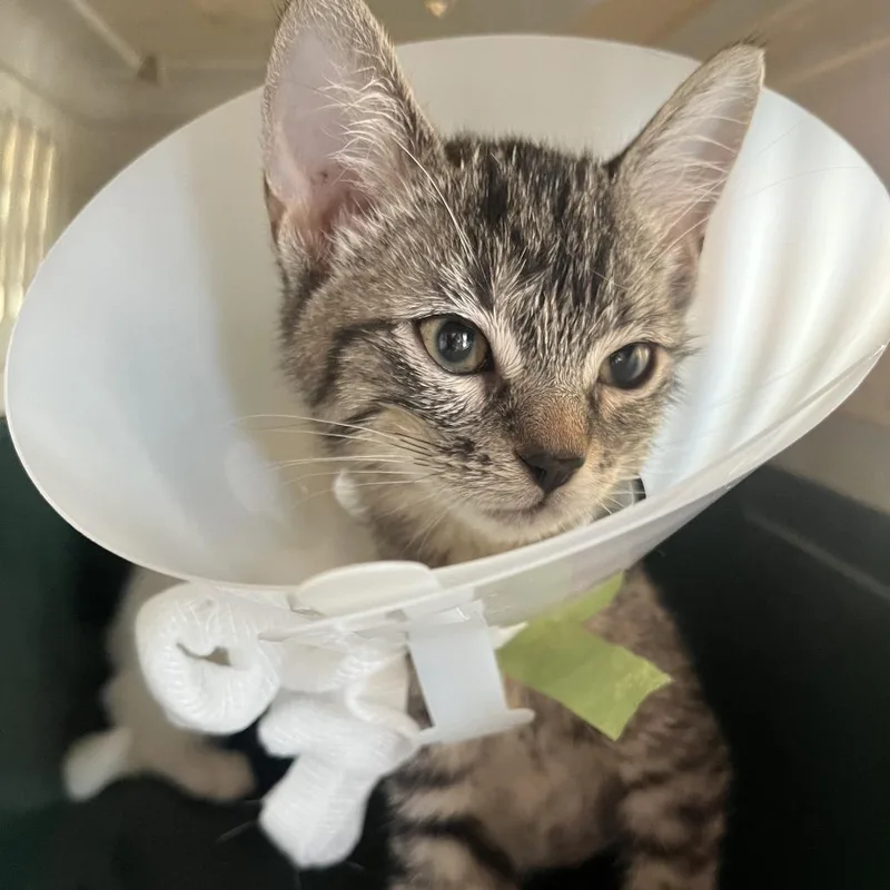 A baby small-sized female Black Domestic Short Hair cat named Pele for adoption in Leander, TX