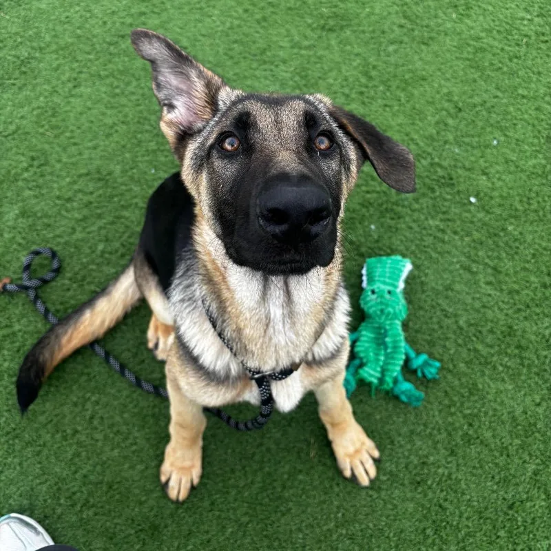 A baby medium-sized male Black Shepherd dog named Bishop for adoption in Bristol, IN