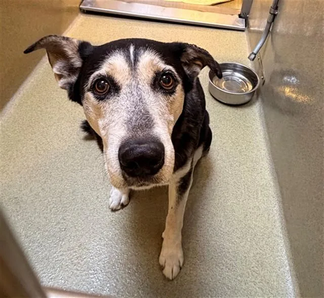 An adult large-sized male Siberian Husky dog named Whiskey for adoption in Rancho Cucamonga, CA