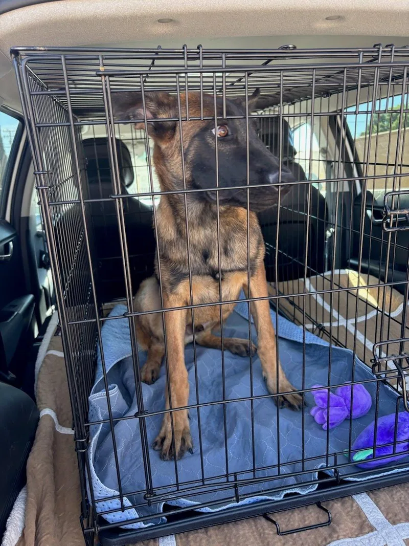 A young large-sized male Belgian Shepherd / Malinois dog named Sunny D for adoption in Duxbury, MA