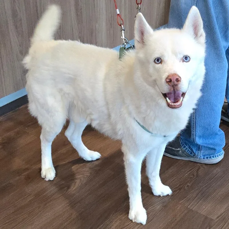 A young medium-sized male White / Cream Siberian Husky dog named Brimsley for adoption in Nashville, IN