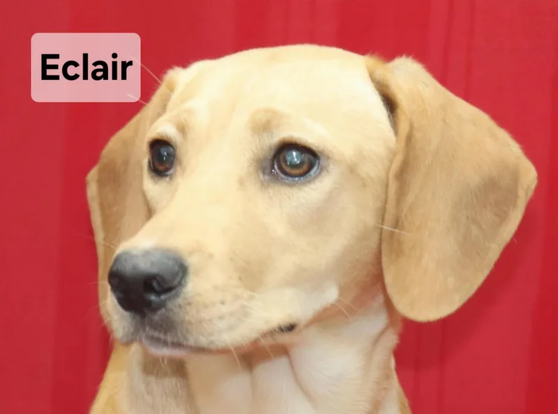 A young medium-sized female Yellow Labrador Retriever dog named Eclair for adoption in Manchester, CT
