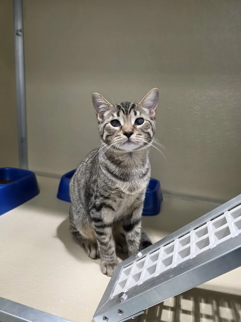 A baby medium-sized female Tabby (Buff / Tan / Fawn) Domestic Short Hair cat named Robin for adoption in Umatilla, FL