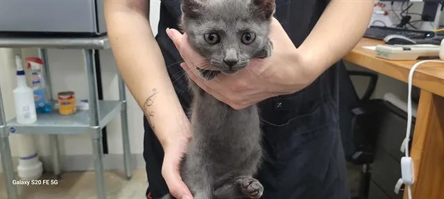A baby small-sized female Domestic Short Hair cat named Wednesday for adoption in Panama City, FL