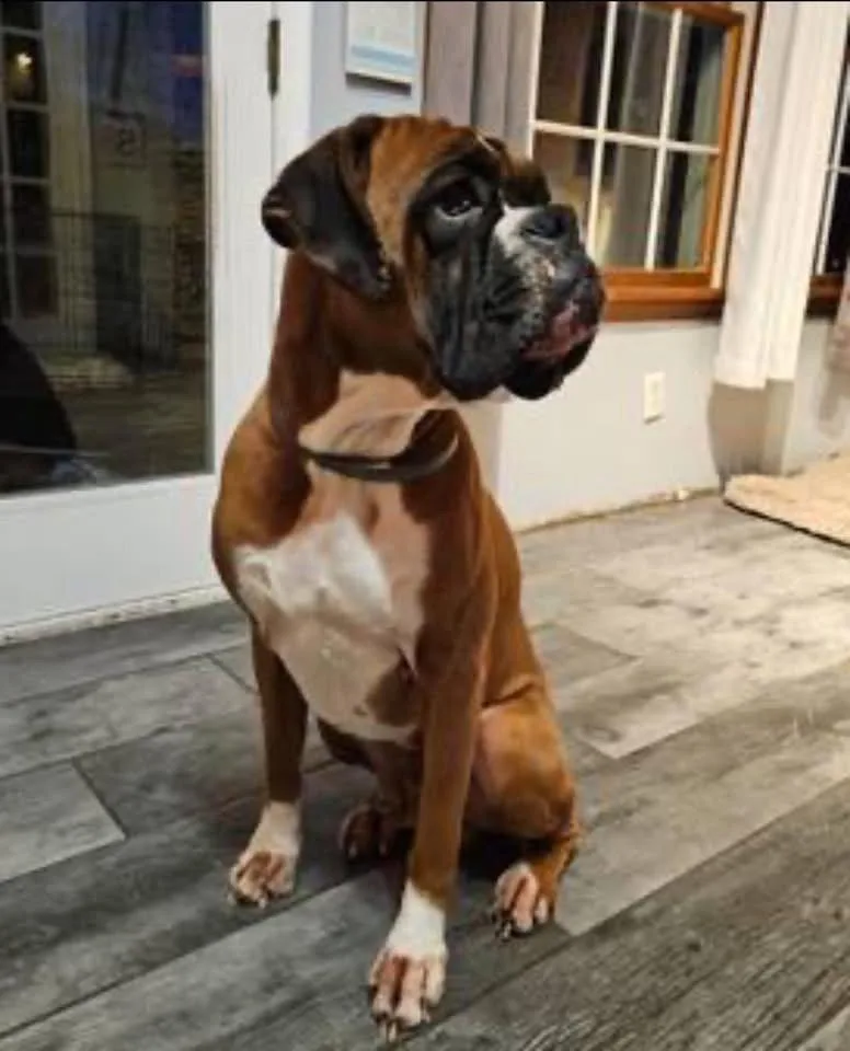 A young medium-sized male Boxer dog named Big Bud for adoption in Monticello, NY