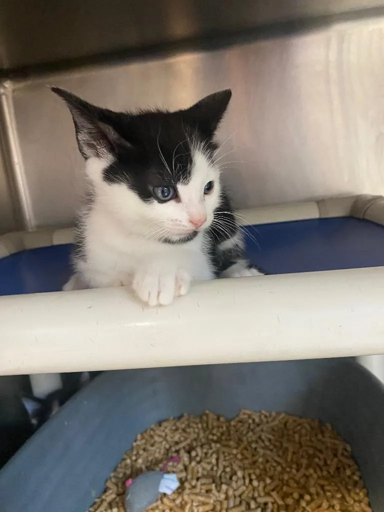 A baby small-sized male Domestic Short Hair cat named Monday for adoption in Hopkinsville, KY