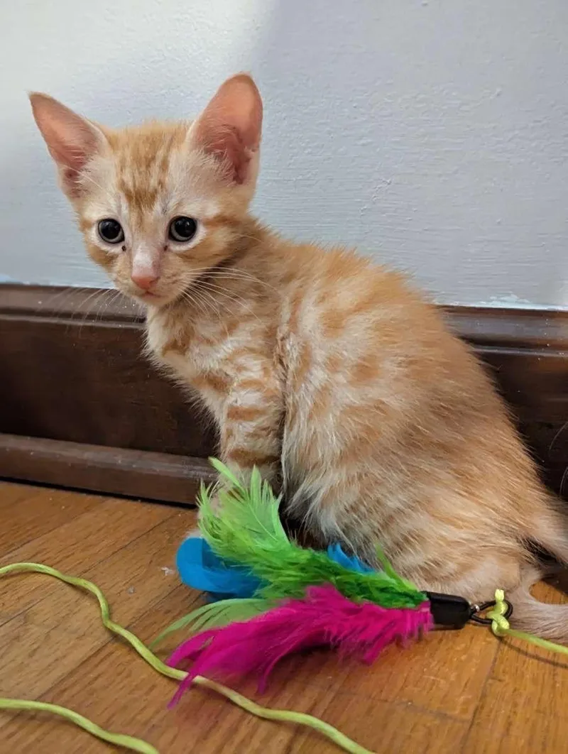 A baby medium-sized male Tabby (Orange / Red) Domestic Short Hair cat named Bolt for adoption in Buffalo, NY