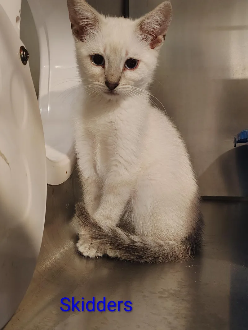 A baby medium-sized male Domestic Short Hair cat named Skidders for adoption in Lincoln, CA