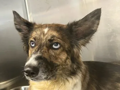 An adult medium-sized female Tricolor (Brown, Black, & White) Mixed Breed dog named Talia for adoption in Georgetown, TX