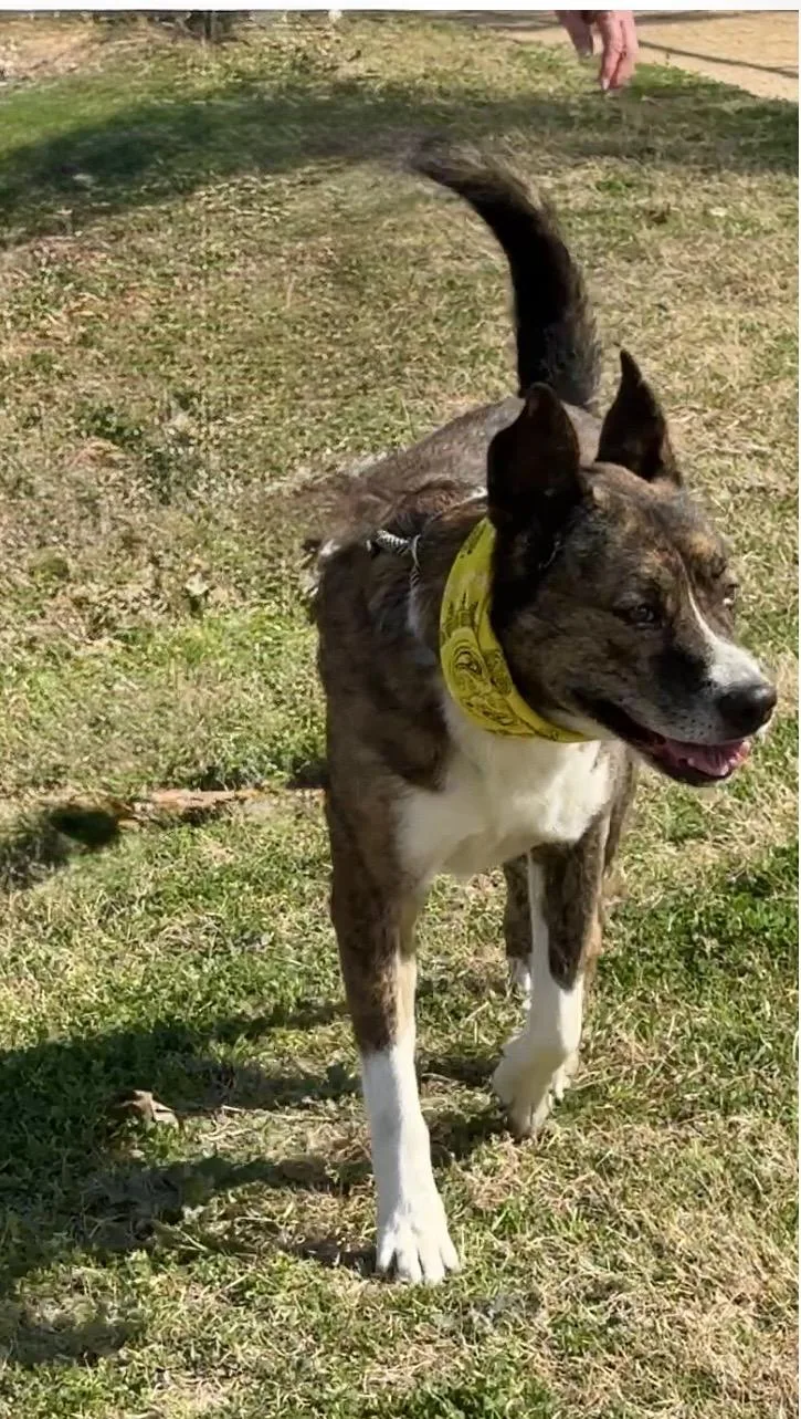An adult large-sized male Brindle Husky dog named Machi for adoption in Cypress, TX