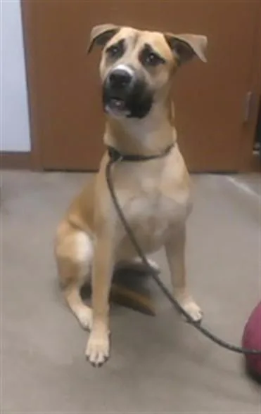 A young large-sized female Boxer dog named Lemon for adoption in Phoenix, AZ