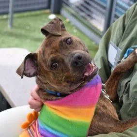 An adult medium-sized female Brindle Mixed Breed dog named Panini for adoption in Jersey City, NJ