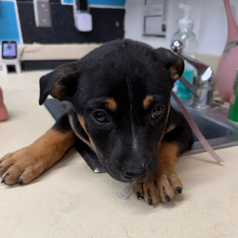 A baby small-sized female Black Australian Cattle Dog / Blue Heeler dog named Meadow for adoption in Ardmore, OK