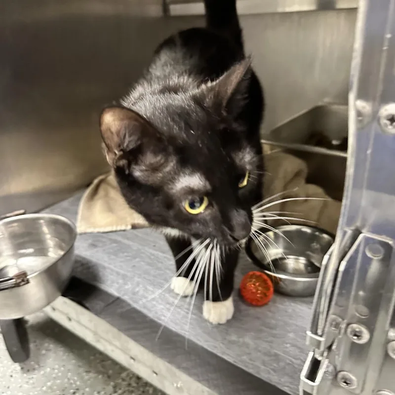 An adult medium-sized female Black Domestic Short Hair cat named Dizzy for adoption in Galax, VA