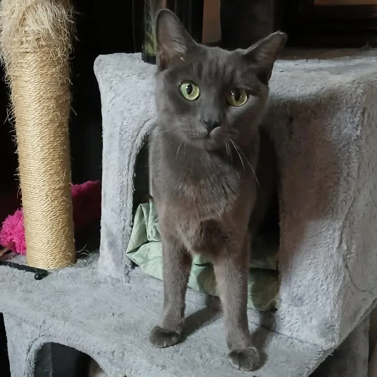 An adult medium-sized female Gray / Blue / Silver Domestic Short Hair cat named Birdette for adoption in Tulsa, OK