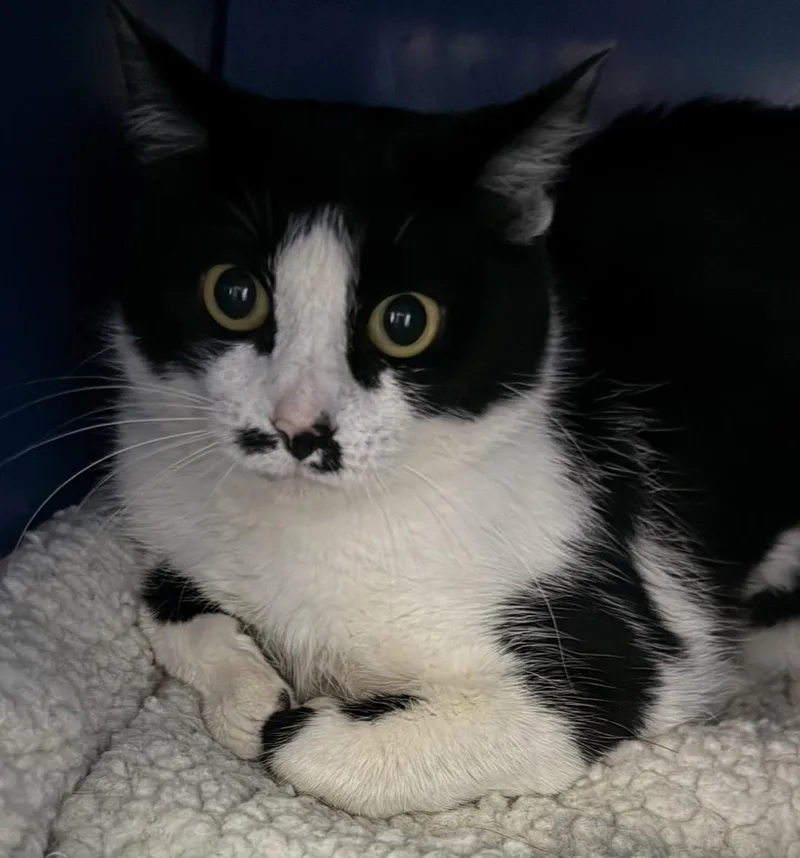 A young medium-sized female Domestic Short Hair cat named Jamie for adoption in Sault Sainte Marie, MI