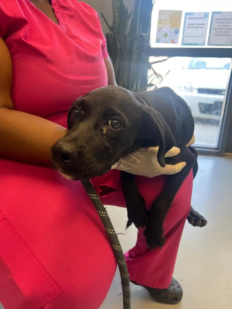 A young medium-sized female Labrador Retriever dog named Kern for adoption in Greenwood, MS