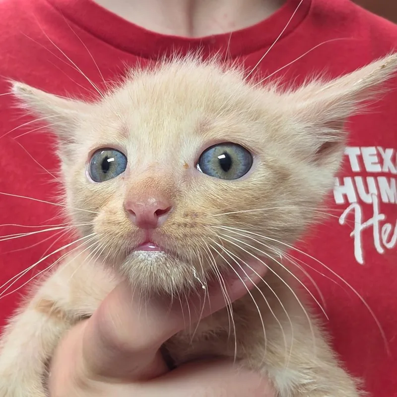 A baby small-sized female Buff / Tan / Fawn Domestic Short Hair cat named Waffle for adoption in Leander, TX