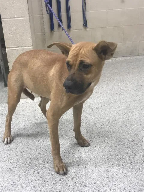 A young large-sized female Labrador Retriever dog named Violet for adoption in Conroe, TX