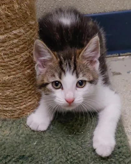 A baby small-sized male Domestic Short Hair cat named Asher for adoption in Verona, WI