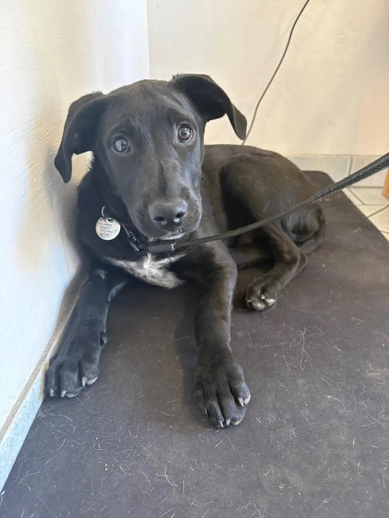 A baby medium-sized male Border Collie dog named Zac for adoption in Reno, NV