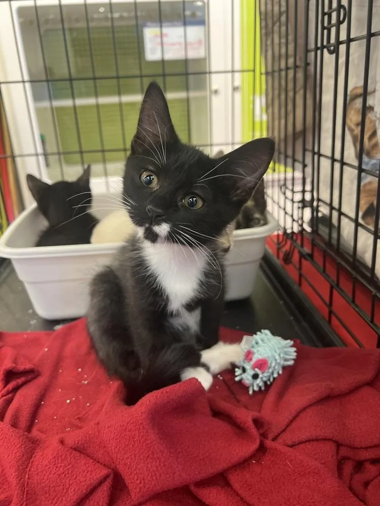 A baby small-sized female Domestic Short Hair cat named Kazbar for adoption in Blanchard, OK
