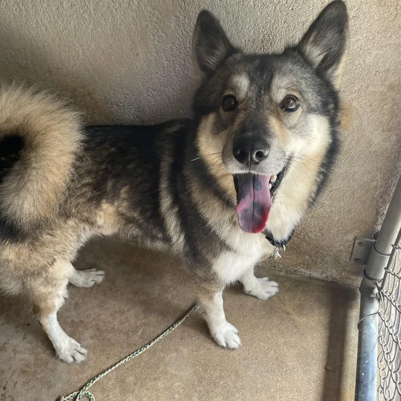A young medium-sized male Keeshond dog named Jimmy Jams for adoption in Austin, TX