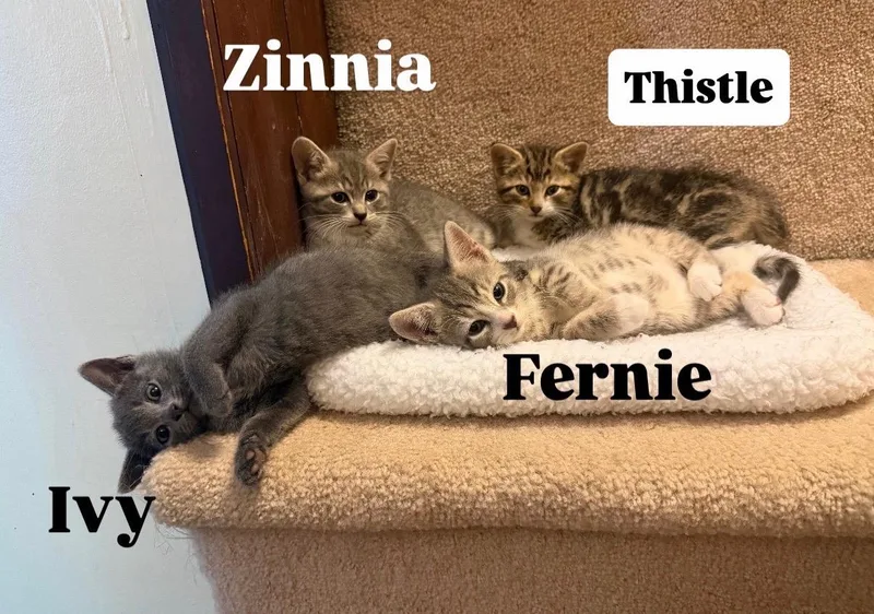 A baby medium-sized male Domestic Short Hair cat named Ivy & Fern for adoption in Frederick, MD