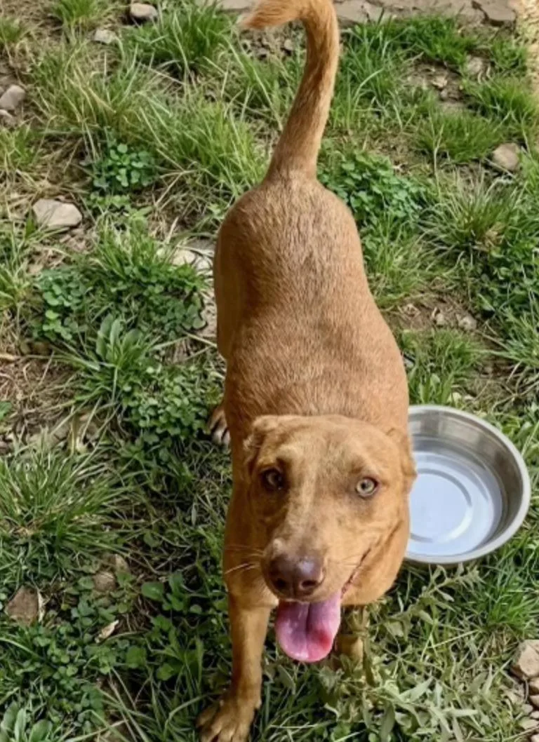 A young medium-sized female Labrador Retriever dog named Honey Pie for adoption in Cedarburg, WI