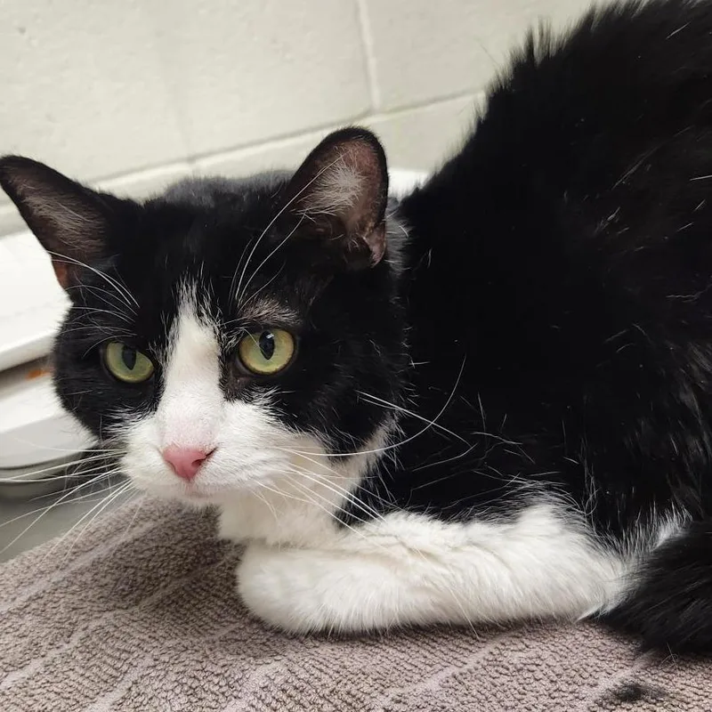 An adult medium-sized male Domestic Short Hair cat named Oreo for adoption in Murray, UT