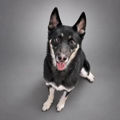 An adult medium-sized female Husky dog named Bella for adoption in Bowling Green, KY